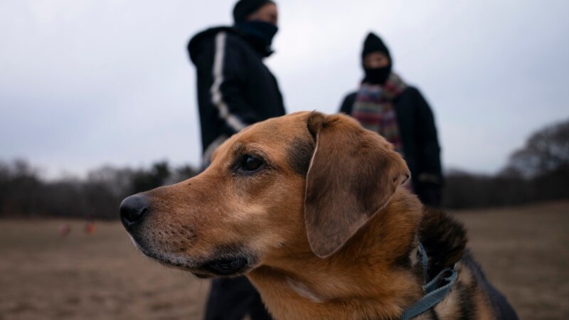 Pandemic Pups Hit Dog Parks