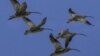 Migrating Birds Can't Find Their Way Home