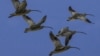 Habitat Loss Seen as Rising Threat to World's Migratory Birds