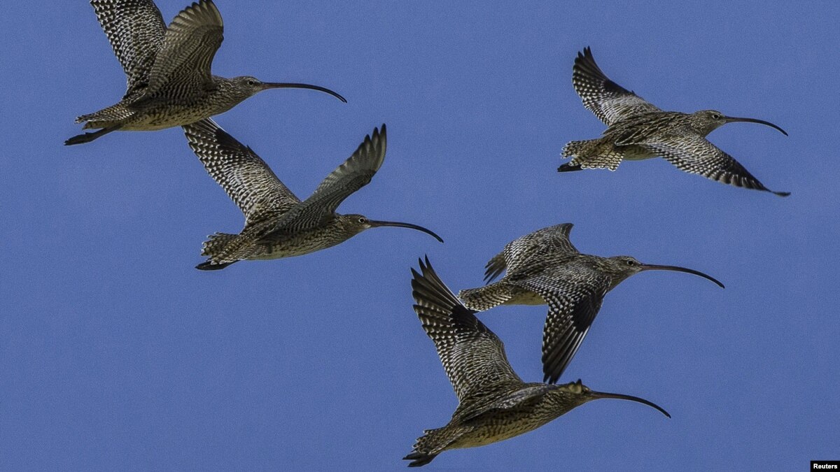 Habitat Loss Seen as Rising Threat to World's Migratory Birds