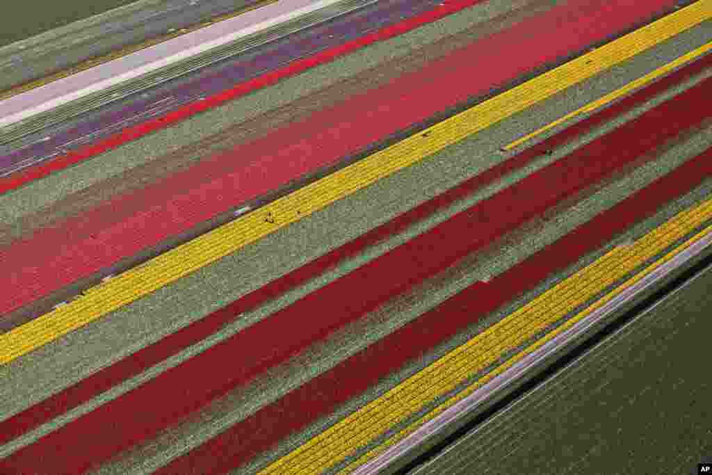 Farmers work in a field of blossoming tulips in Den Helder, northern Netherlands.
