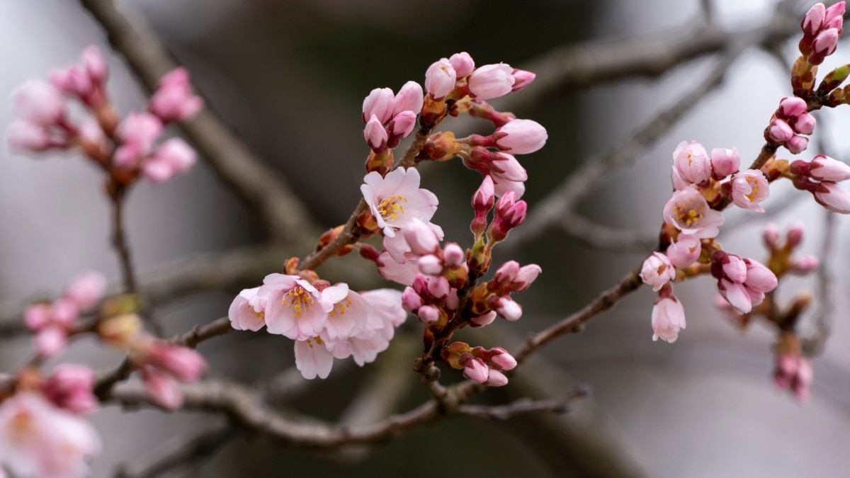 Cherry Blossom Festivals: 17 Places To See The Blooms