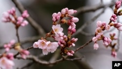 Cherry Blossoms