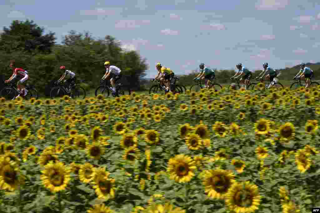 Great Britain's Geraint Thomas (C), wearing the overall leader's yellow jersey, rides in the pack past a sunflowers field during the 207.5-km fourth stage of the 104th edition of the Tour de France cycling race on July 4, 2017 between Mondorf-les-Bains and Vittel.