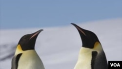 Dua penguin dewasa jenis Emperor dengan anak mereka di Pulau Snow Hill, Antartika.