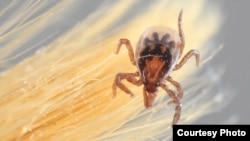 Ixodes scapularis, commonly known as the deer tick, transmits Lyme disease, the most common U.S. tick-borne illness. (Courtesy Purdue University)