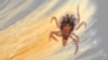 Researchers Developing New Test for Lyme Disease