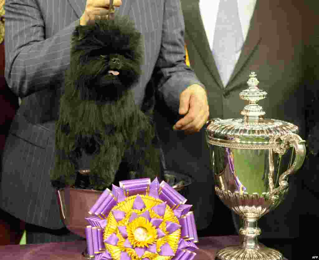 Seekor anjing Affenpinscher bernama &#39;Banana Joe&#39; memenangkan kategori &#39;Pertunjukan Terbaik&#39; dalam acara kompetisi anjing Westminster Kennel Club di GOR Madison Square Garden, New York.