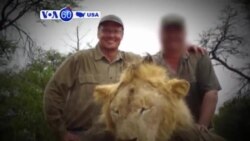 VOA60 America- The US Fish and Wildlife Service is opening a probe into the killing of Cecil the Lion- July 31, 2015