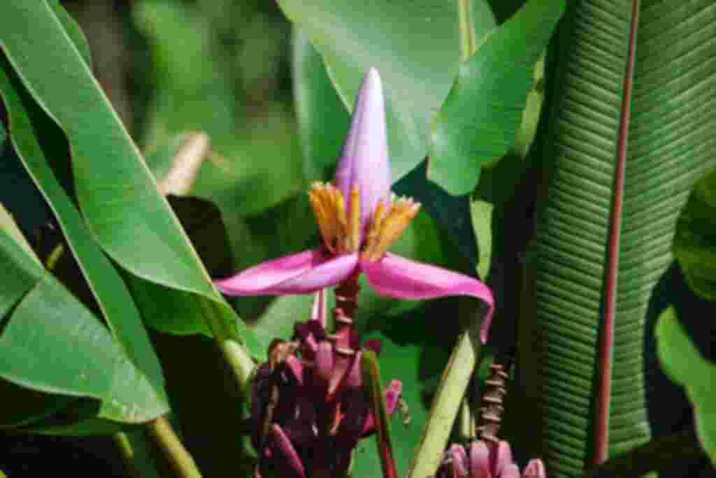 گلهای کاستاریکا / عکاس: بهروز نیکذات