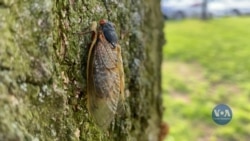 Трильйони цикад, які сімнадцять років чекали у темряві під землею, зараз починають вибиратися на світло на східному узбережжі США. Відео