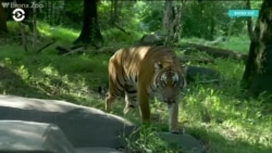 Тигр из Нью-Йоркского зоопарка заразился от смотрителя