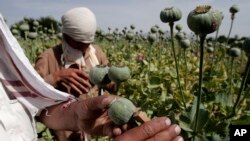 د افغانستان د علومو اکاډمي له علمي او شرعي نظره، له مخدراتو څخه د ژغورنې څیړنه کوي