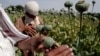 阿富汗鸦片产量今年减少48%