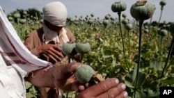 2013年5月10日在罂粟地里工做的阿富汗农民