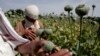 افغانستان: پوست کی پیداوار میں 48 فی صد کمی