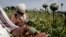 FILE - In this May 10, 2013 file photo, Afghan farmers collect raw opium as they work in a poppy field in Khogyani district of Jalalabad east of Kabul, Afghanistan. 