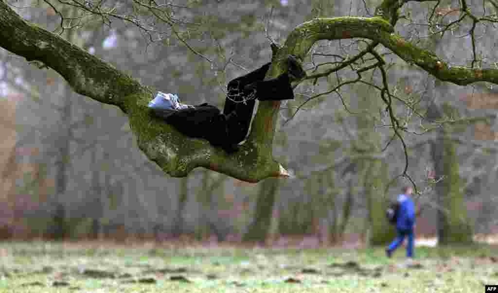 A man relaxes on a branch of a tree in Hanover, northern Germany.