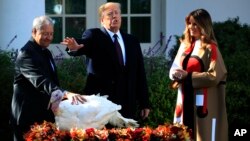 President Donald Trump with first lady Melania Trump, right, gives "Peas", on of the National Thanksgiving Turkeys, an absolute pardon during a ceremony in the Rose Garden of the White House, in Washington, Nov. 20, 2018. 