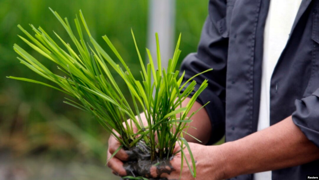 Một nông dân chuẩn bị gieo mạ giống "Lúa Vàng", đã được biến đổi gen, tại Viện Nghiên cứu Lúa gạo Quốc tế ở phía bắc Manila, Philippines.