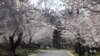 Breathtaking Cherry Blossoms Draw International Visitors to Maryland Neighborhood