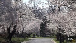 Breathtaking Cherry Blossoms Draw International Visitors to Maryland Neighborhood