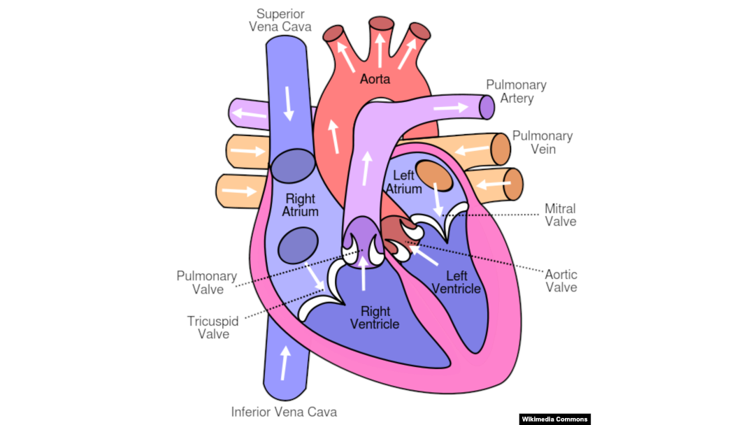 Hình vẽ minh họa tim người