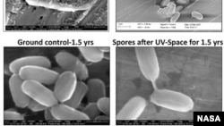 Electron micrographs of Bacillus pumilus SAFR-032 spores on aluminum before and after exposure to space conditions. 