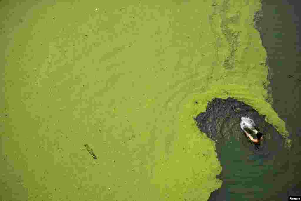 A man swims in algae-covered Han River in Wuhan, Hubei province, China, June 11, 2014.