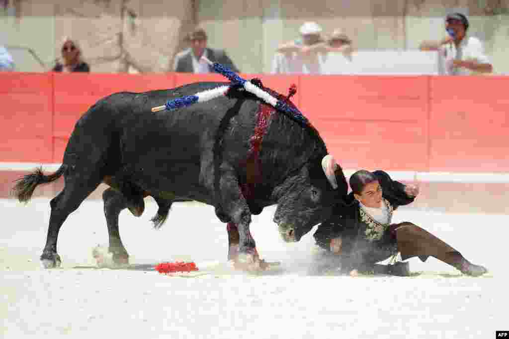 O Francês &quot;Rejoneadora&quot; Lea Vicens sendo lançado por um touro de luta Bohorquez durante o Pentecostes. Feira dos touros em Nimes, sul de França