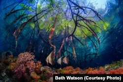 Coral reefs like this one in Raja Ampat, Indonesia are at great risk if the planet warms two degrees Celsius higher than pre-industrial times.