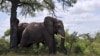 Protecting Africa's Elephants