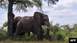 FILE - Two elephants in the Kruger National Park near Nelspruit, South Africa. 