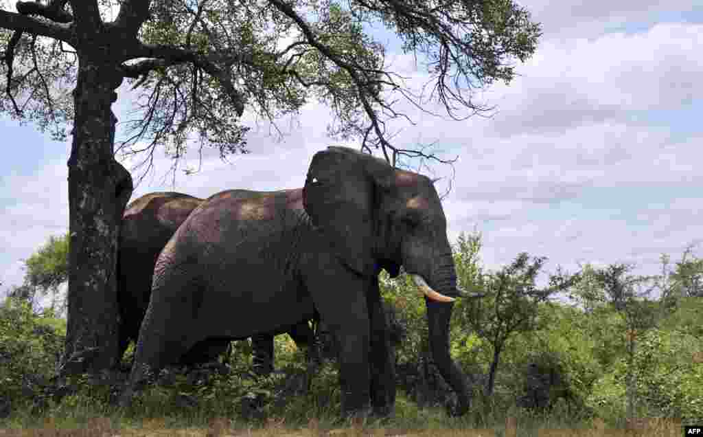 Elefantes no Parque do Kruger, na zona de&nbsp;Nelspruit. O Kruger é a jóia da coroa dos parques nacionais sul-africanos. &nbsp;