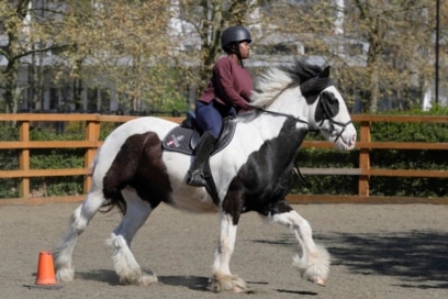 shire horse riding