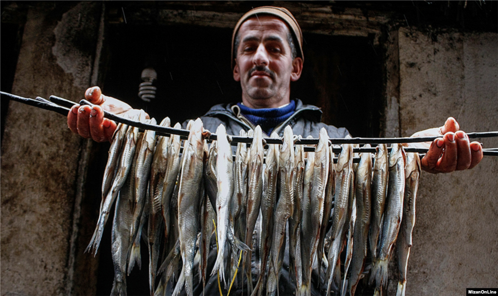 آغاز فصل صید ماهی استخوانی در مازندران عکس: بهروز خسروی 