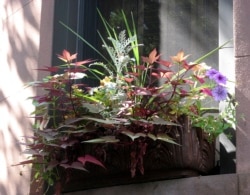 Chose plants with different structures. Place tall plants in the back. This window box is in part shade. (Undated Photo by Brooklyn Botanic Garden via AP)
