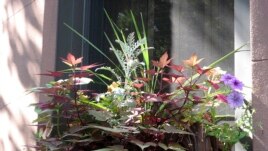 Chose plants with different structures. Place tall plants in the back. This window box is in part shade. (Undated Photo by Brooklyn Botanic Garden via AP)