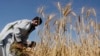 La récolte mondiale de blé s'annonce exceptionnelle