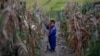 WFP Food Distribution in N. Korea Hit High in May