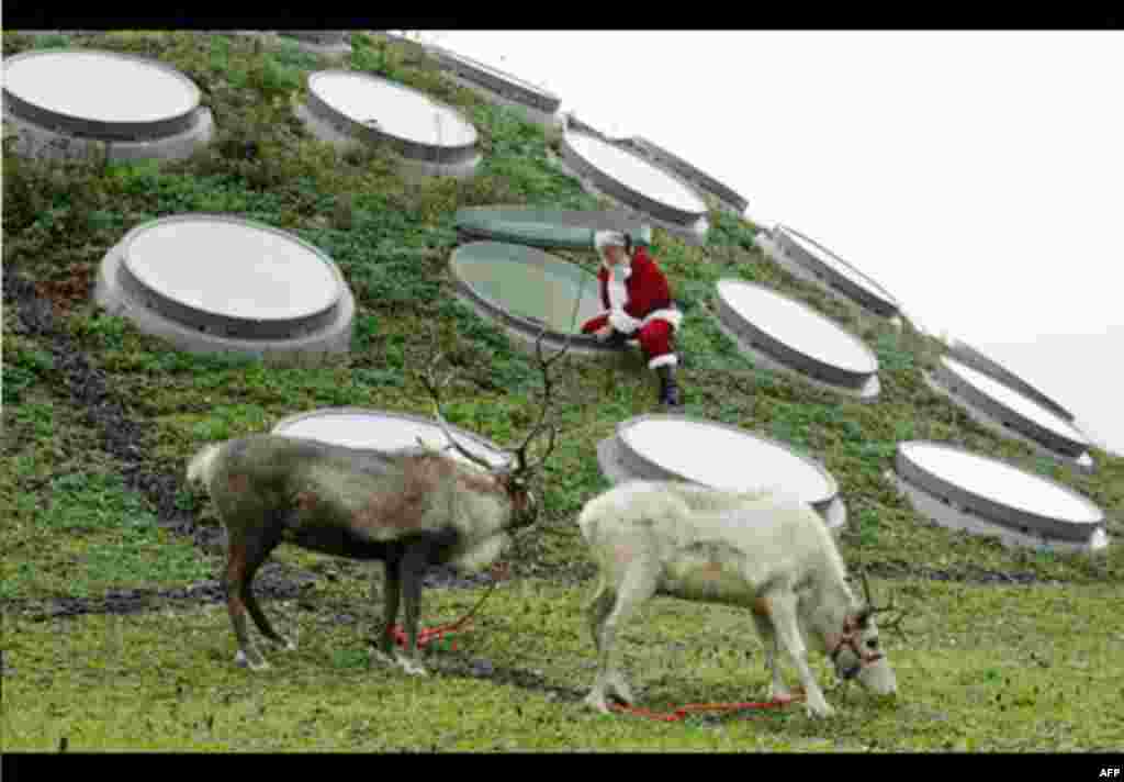 Herpetologist Jens Vindum, dressed as Santa Claus, watches as two reindeer graze on the living roof of the California Academy of Sciences in San Francisco, Tuesday, Nov. 23, 2010. The reindeer will be part of a holiday exhibit at the academy called "Tis t