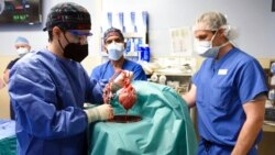Science in a Minute: Doctors Successfully Transplant Pig's Heart into Human