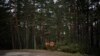 FILE - Cows graze among pine trees on the side of a road in Duruelo de la Sierra, Spain, in the province of Soria, April 28, 2020.