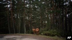 FILE - Cows graze among pine trees on the side of a road in Duruelo de la Sierra, Spain, in the province of Soria, April 28, 2020.