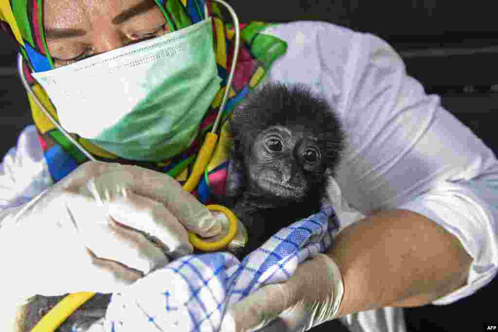 인도네시아 반다아체의 야생동물 보호구역에서 수의사가 구조된 긴팔원숭이 새끼를 돌보고 있다.