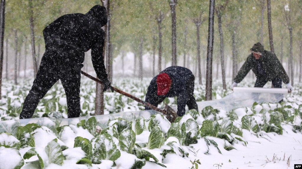 资料照片: 2021年11月7日中国山东省农民降雪期用塑料薄膜覆盖蔬菜作物