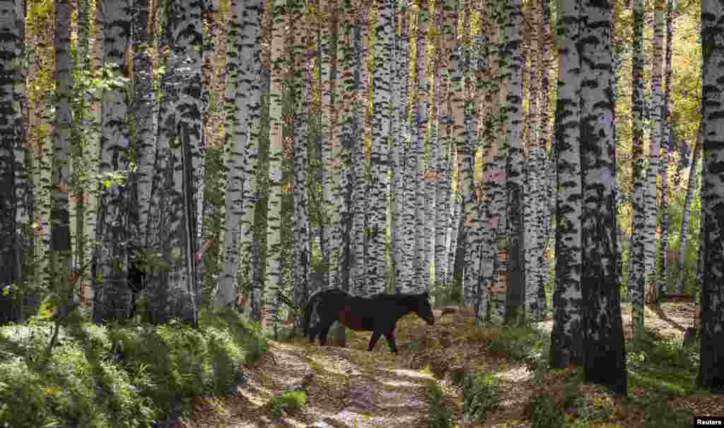 A horse walks during a sunny autumn day in a forest outside Almaty, Kazakhstan.