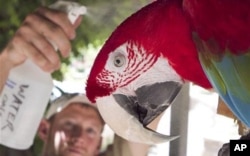 حتی پرندگان نیز از این گرمای شدید به ستوه آمده اند.