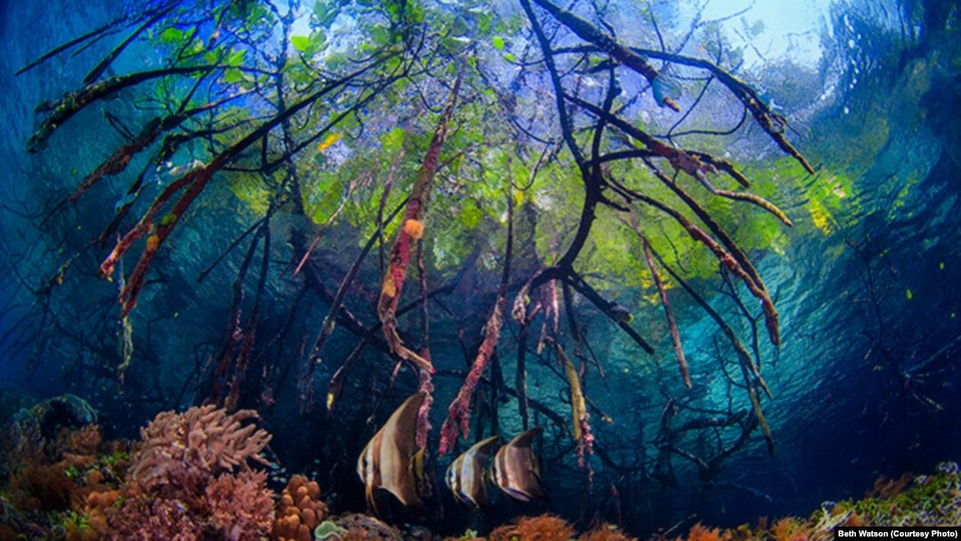 Terumbu-terumbu karang di Raja Ampat, Papua.