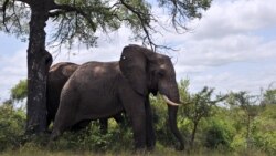 Protecting Africa's Elephants